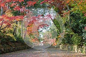 Autumn leaf color at Komyoji Temple in Nagaokakyo, Kyoto, Japan. The Temple originally built in 1198