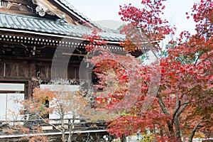 Autumn leaf color at Komyoji Temple in Nagaokakyo, Kyoto, Japan. The Temple originally built in 1198