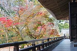 Autumn leaf color at Komyoji Temple in Nagaokakyo, Kyoto, Japan. The Temple originally built in 1198