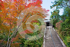 Autumn leaf color at Komyoji Temple in Nagaokakyo, Kyoto, Japan. The Temple originally built in 1198