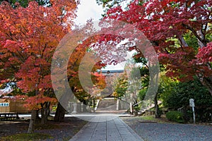 Autumn leaf color at Komyoji Temple in Nagaokakyo, Kyoto, Japan. The Temple originally built in 1198