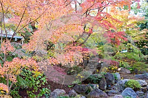 Autumn leaf color at Nagaoka Tenmangu Shrine in Nagaokakyo, Kyoto, Japan. The Shrine was a history of