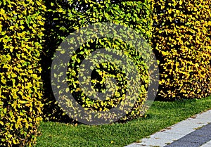 Autumn leaf colors of cylinder shaped trees in public park. gardening and landscaping