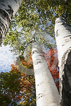 Autumn leaf colors on silver birch tree.