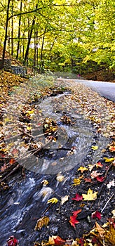 Autumn leaf colour in the public park with rushing water stream