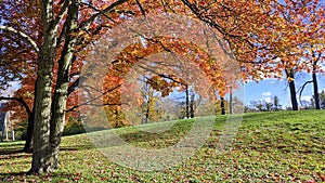 Autumn leaf colours in the public park