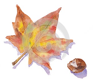 An autumn leaf and conker.