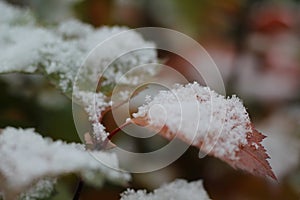 Autumn leaf covered snow. Winter came. Macro.