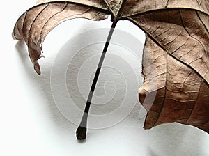 Autumn leaf, detail