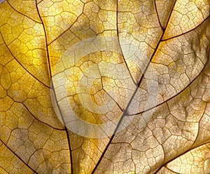 Autumn leaf detail