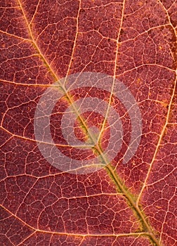 Autumn leaf detail