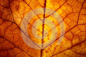 Autumn leaf details with backlit lighting