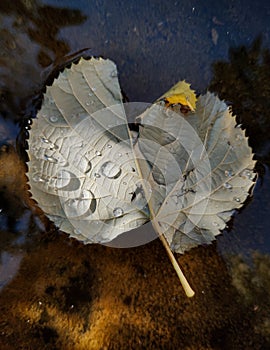 Autumn leaf with drops on water