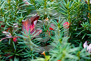 Autumn Leaf on Evergreen