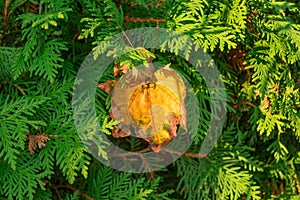 Autumn leaf on evergreen
