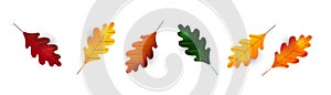 Autumn leaf fall. Colorful leaves. Oak Leaf. Detailed tree foliage vector november seasonal background. Autumn leaves border,