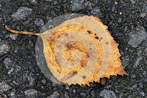 Autumn leaf in fall colour during November