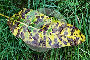 Autumn leaf in fall colour during November