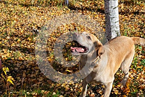 Autumn leaf fall. Labrador.