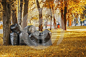 Autumn, leaf fall. Large plastic bags with collected autumn leaves. Seasonal city job