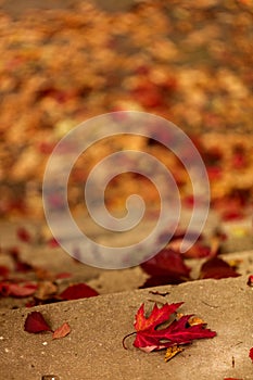 Autumn leaf fall. Red and yellow leaves on the destroyed old stone steps.