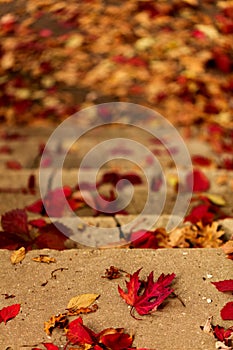 Autumn leaf fall. Red and yellow leaves on the destroyed old stone steps.