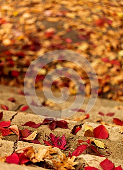 Autumn leaf fall. Red and yellow leaves on the destroyed old stone steps.