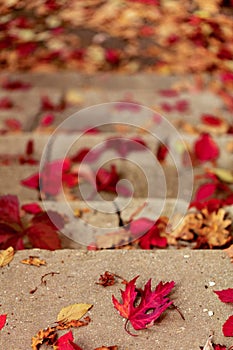 Autumn leaf fall. Red and yellow leaves on the destroyed old stone steps