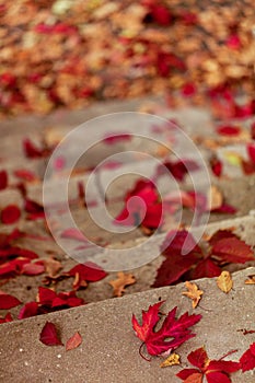 Autumn leaf fall. Red and yellow leaves on the destroyed old stone steps