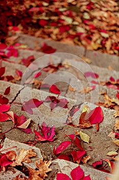 Autumn leaf fall. Red and yellow leaves on the destroyed old stone steps