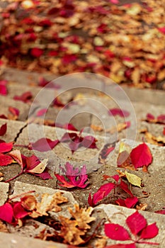 Autumn leaf fall. Red and yellow leaves on the destroyed old stone steps