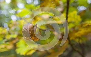 Autumn leaf falling photo