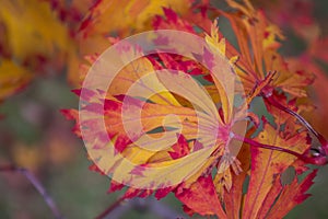 Autumn leaf with fascinating orange red and yellow color