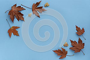 Autumn leaf flat lay composition. Frame from red maple leaves on blue paper background. Autumn concept. Fall leaves design. Top