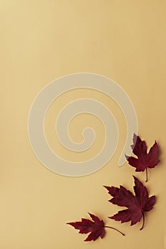 Autumn leaf flat lay composition. Frame from red maple leaves on orange paper background. Autumn concept. Fall leaves design. Top