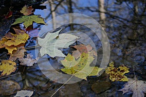 Autumn leaf floating on surface of water