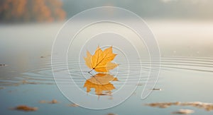 Autumn Leaf Floating On Tranquil Water Surface
