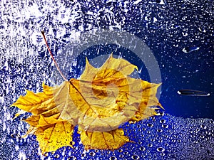 Autumn leaf floating on water with rain.