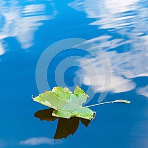Autumn leaf floating on water reflection of the blue sky and white clouds