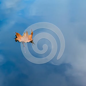 Autumn leaf floating on water reflection of the blue sky and white clouds