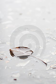 Autumn leaf floating on the water surface - Stock Image