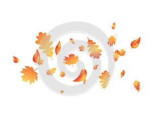 Autumn leaf flying on background. Fall maple composition. October foliage frame. Oak leaves decor september poster