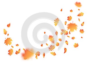 Autumn leaf flying on background. Thanksgiving day card. Fall maple composition. October foliage frame. Oak leaves decor