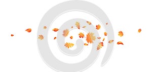 Autumn leaf flying wave. Thanksgiving day frame. Harvest party invitation. Fall maple composition background. October