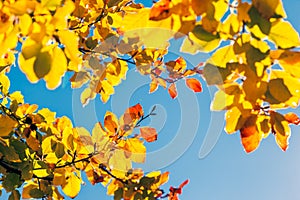 Autumn leaf in forest