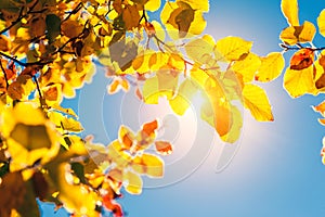 Autumn leaf in forest