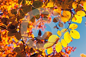 Autumn leaf in forest