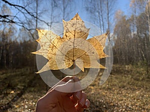 Autumn leaf in a forest