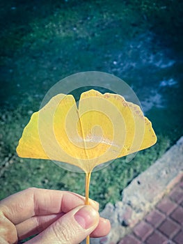 Autumn leaf from ginkgo biloba tre,