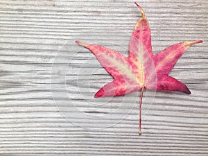 Autumn leaf in grainy wood background with copy space